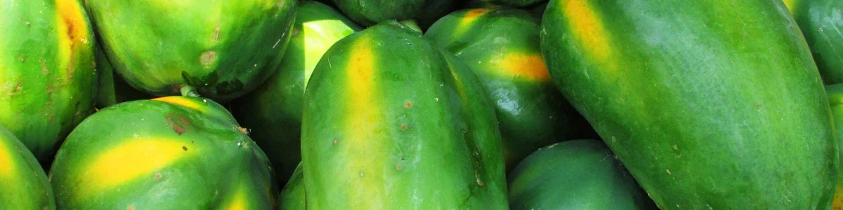 Papaya enzym (papain)
