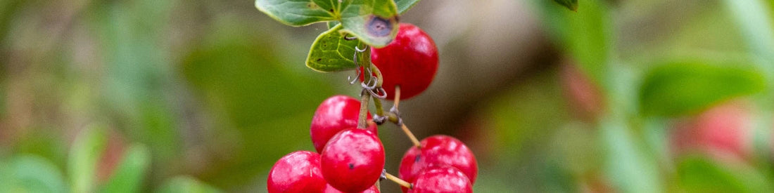 Sarsaparilla