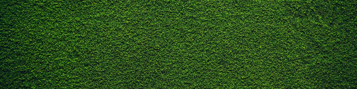 Chlorella