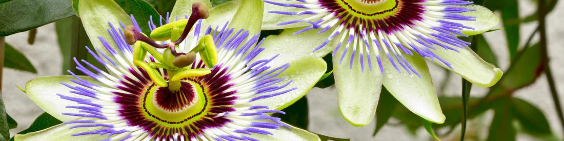 Passiebloem