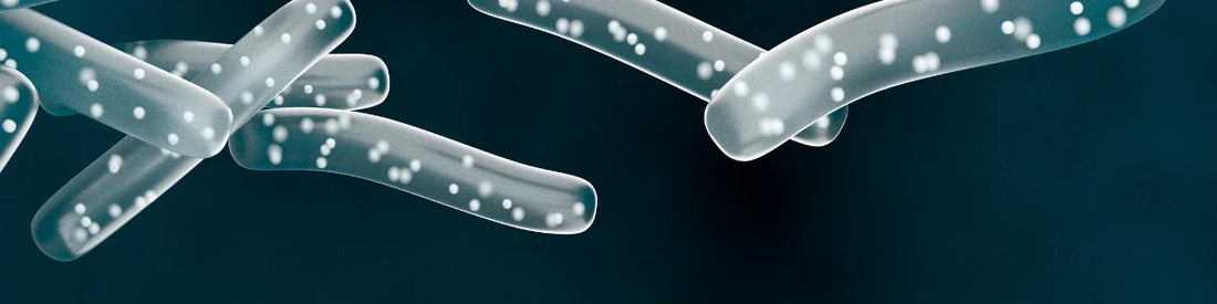 Probioticum