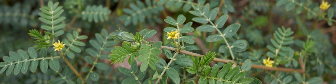 Tribulus Terrestris